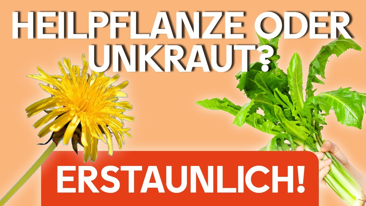 Die Wirkung von LÖWENZAHN ​🌼​ Heilpflanze oder nur UNKRAUT? 😱​  Wildkräuter kennenlernen 🌱​💡​