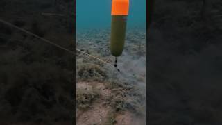 Exakt platzieren, mehr kassieren 😎 #zeckfishing #deadbait #köderfisch