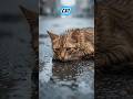 Humanity Restored: The Second Chance They Deserved! ✨🐱 #emotional #cat #shorts #petlovers