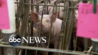 Battle over pork reaches Supreme Court l ABCNL