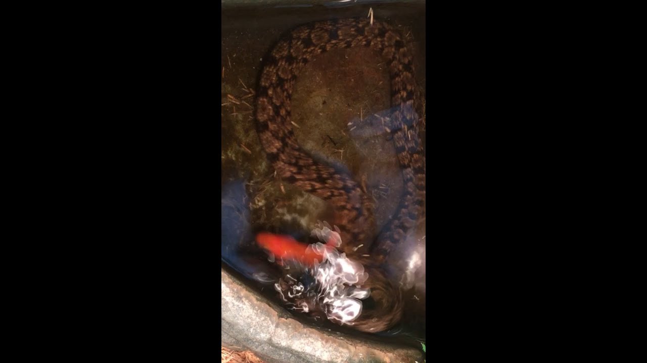 watershed Diamond Back Water Snake eats Goldfish.