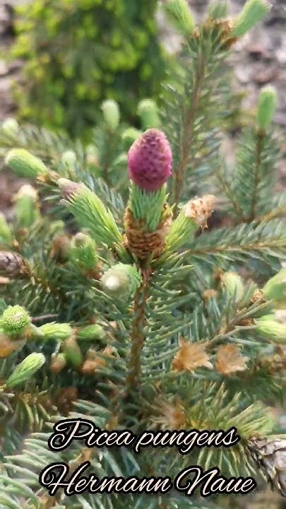 Редкие хвойные🔥Picea pungens Hermann Naue🌲Ель колючая Герман Нау #сад # ...