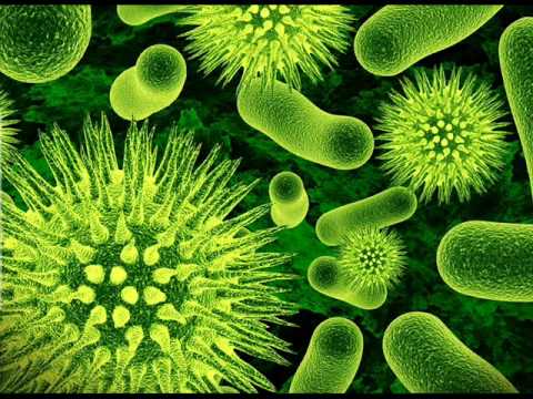 Video: Kokios Yra Bakterijų Rūšys
