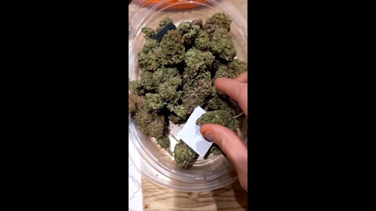 Lemonade 2000 Aka  LA2K Unknown Legendary AlpinStash Cannabis Indoor grow  Cyco Platinum Series