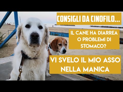 Il cane ha diarrea o problemi di stomaco? Vi svelo il mio asso nella manica