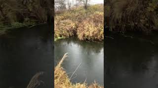 Река. Природа. Печальная осень. Дождь на реке. На природе. #life #nature #наприроде #природа #река