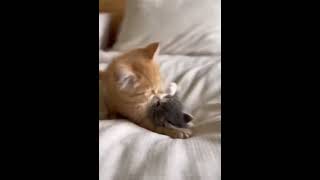 bebes 🐈❤️#fpyツ #4k #michis #shortsviral #shortvideo #shorts #cat #amordegato #amorpropio #amor #bebe