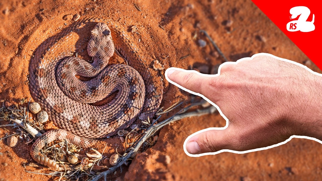 Sand Rattler Tracking Rattlesnakes in the Sand - YouTube