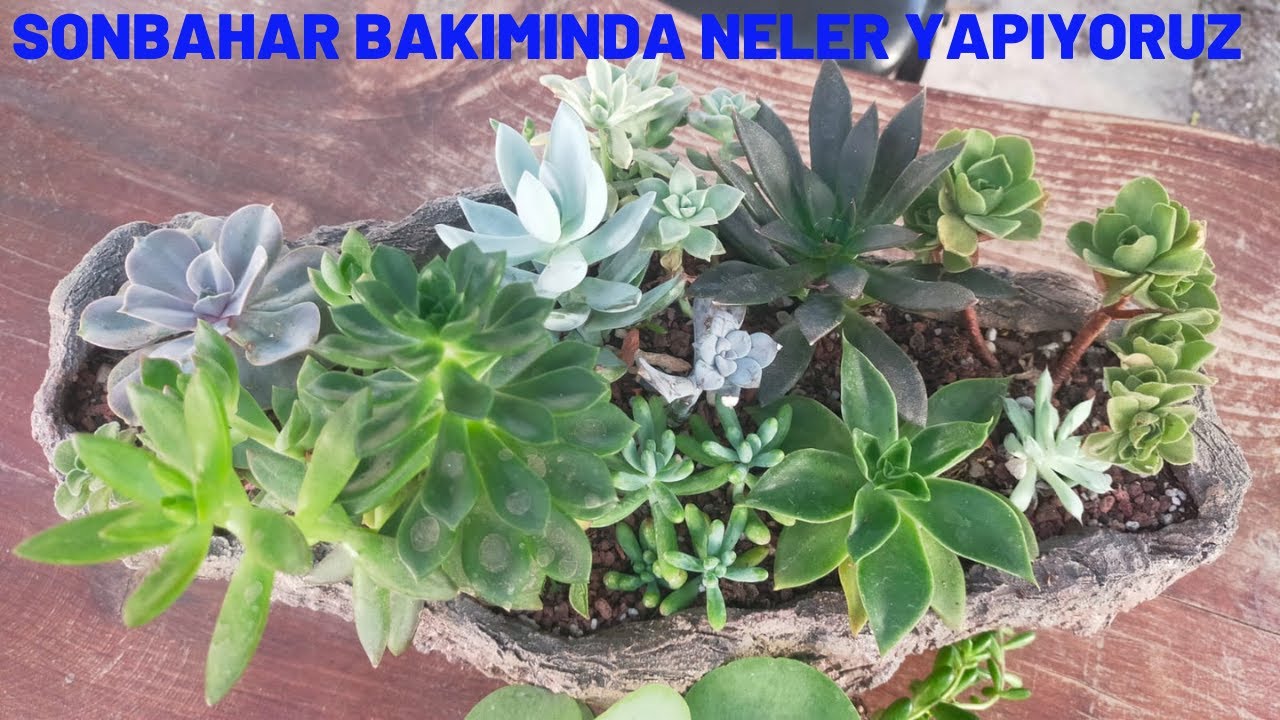 Sukulentlerde Sonbahar Bakımı Nasıl Yapılır