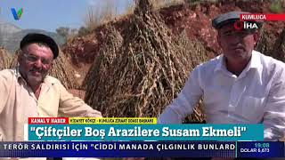70 Yıl Sonra Susam Üretimi