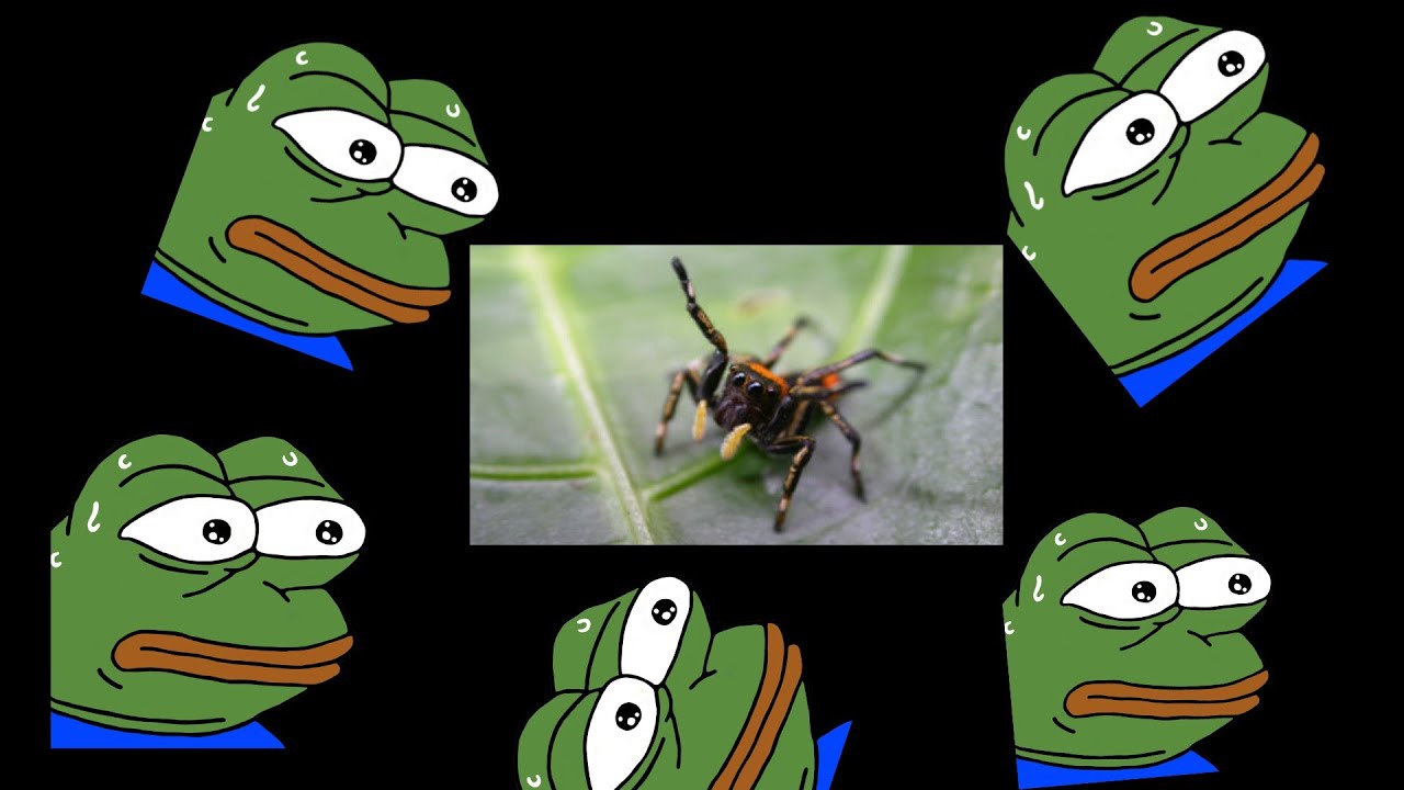 My friend with arachnophobia finds a spider under his desk...