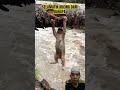 Yang suka kucing like #cute #funny #shortvideo #react #kucing #cat #shorts #shortvideo