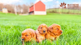 2025 Spring Puppies Buckeye Golden Retrievers Dark Red English Cream Goldens