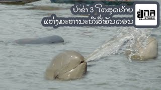 ປາຂ່າຝູງສຸດທ້າຍຂອງລາວ | โลมาน้ำจืดฝูงสุดท้ายของลาว