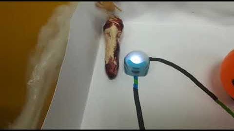 OZOBOT HALLOWEEN STORY (ENGLISH & CODING)