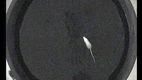 Test the rat on the Morris water maze