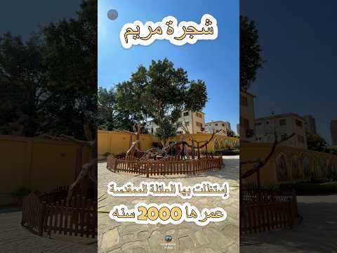 شجرة مريم عمرها 2000 سنة إستظلت بيها العائلة المقدسة 