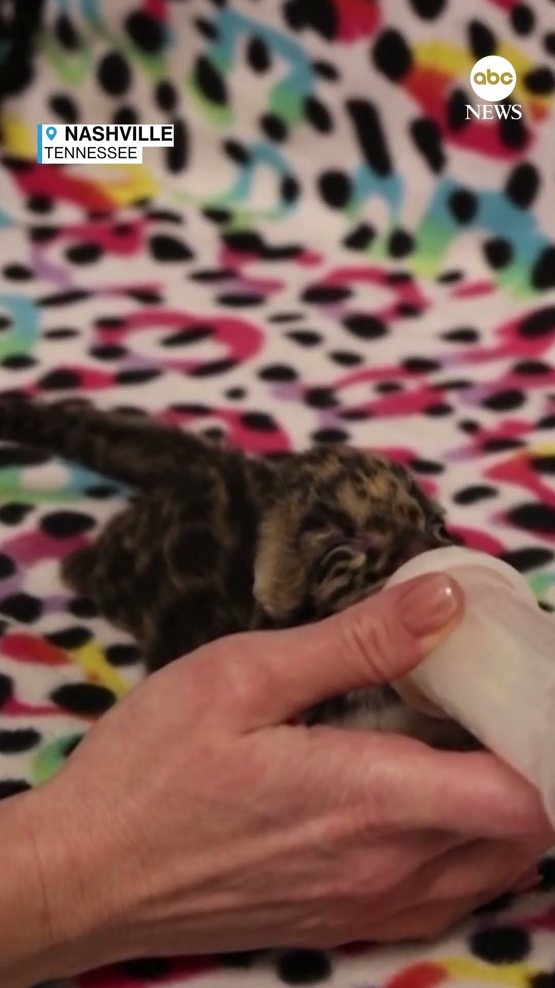 Nashville Zoo welcomes rare clouded leopard cub