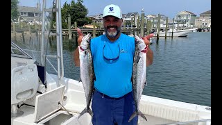 Big Spanish Mackerel?, Nope! King Mackerel! Albie, Porgy and Fluke!!!!! NJ