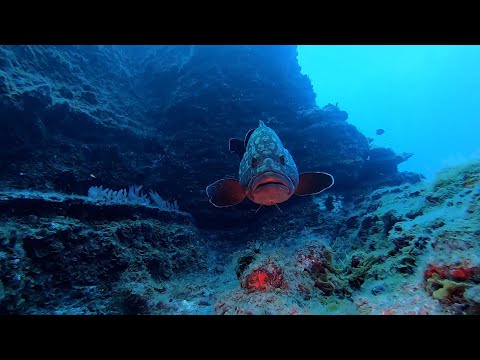 Diving El Bajon