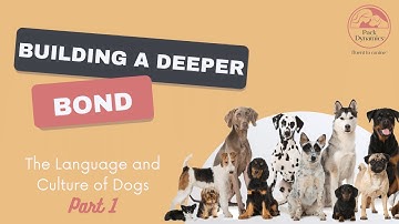 The Language & Culture Of Dogs Part 1 - Tips for Building a Deeper Bond With Your Dog