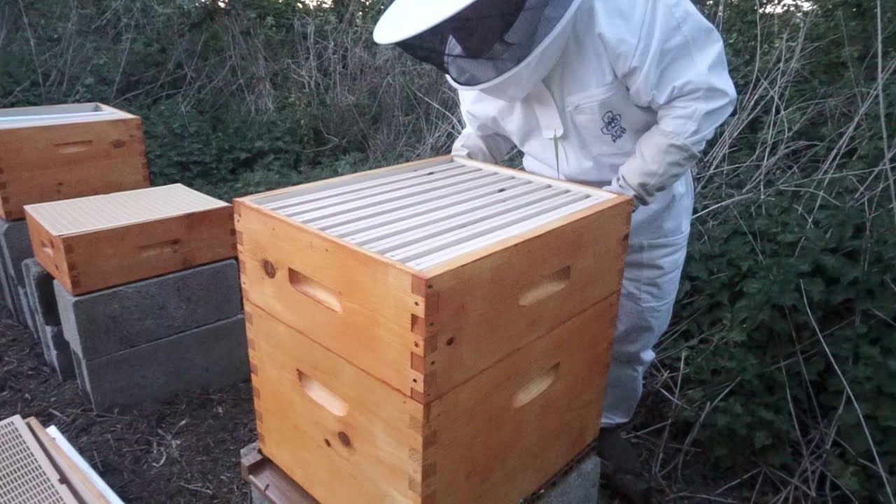 1ère ruche: Contrôle de la 1ère hausse trois jours après la pose.