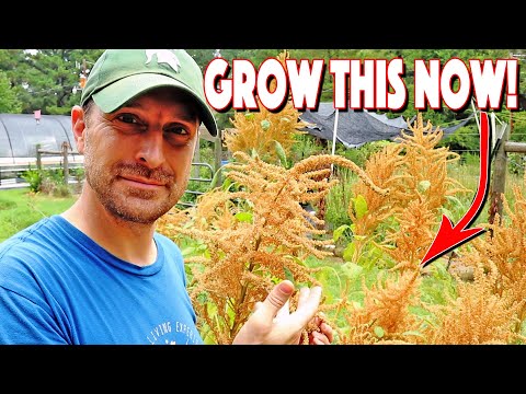 וִידֵאוֹ: גידול אמרנט: כיצד לגדל צמחי אמרנט