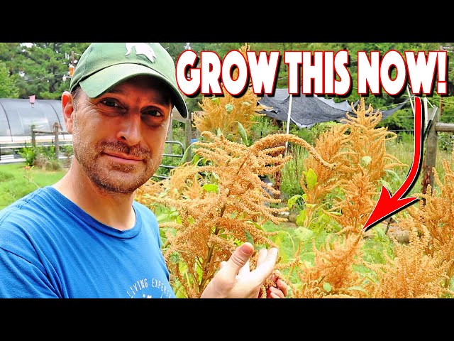 How To Grow Amaranth From Seed To Harvest! You MUST Grow This! class=