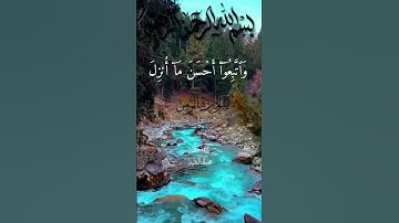 سورة الزمر من أداء القارئ محمد الفقيه ♥️🌹