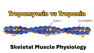 Sliding Filament Theory | Skeletal Muscle Physiology