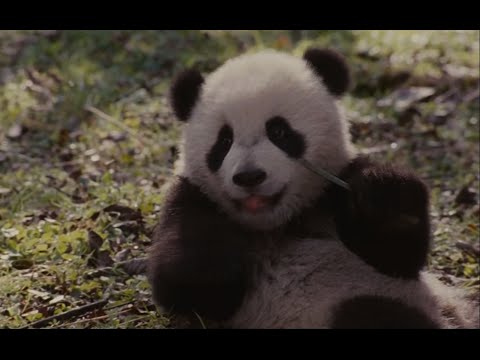 След Панды - Trail of the Panda