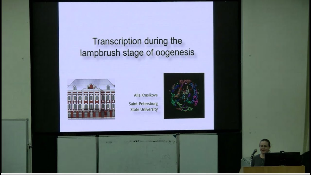 Alla Krasikova 'Transcription during the lampbrush stage of oogenesis'