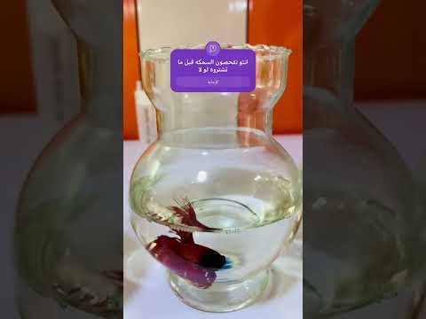 لاتشتري سمكة الفايتر قبل ماتعرف هذ الشي جزاء الاول 