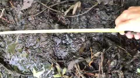 Bigfoot tree structures and nests