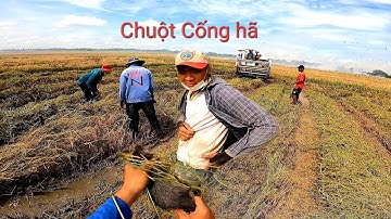 Lâu lâu mới bắt được con chuột cống nhum chụp một cái biết đã tay luôn