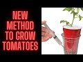 Grow perfect healthy tomatoes every time  double cup method revealed