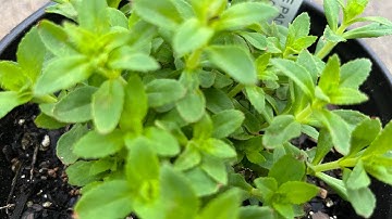 Cách trồng rau Ngò om khi mới mua từ chợ Việt Nam,rau tươi tốt,phát triển rất nhanh,ở tiểu bang lạnh