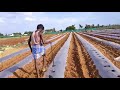 mulching paper hole tool jugaad| Israeli tomato farming l plasticulture hole maker l BangarpetlKolar