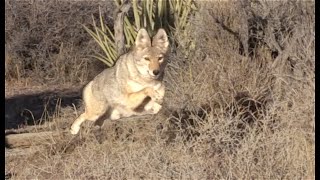 CALLING A COYOTE INTO FIVE YARDS!!