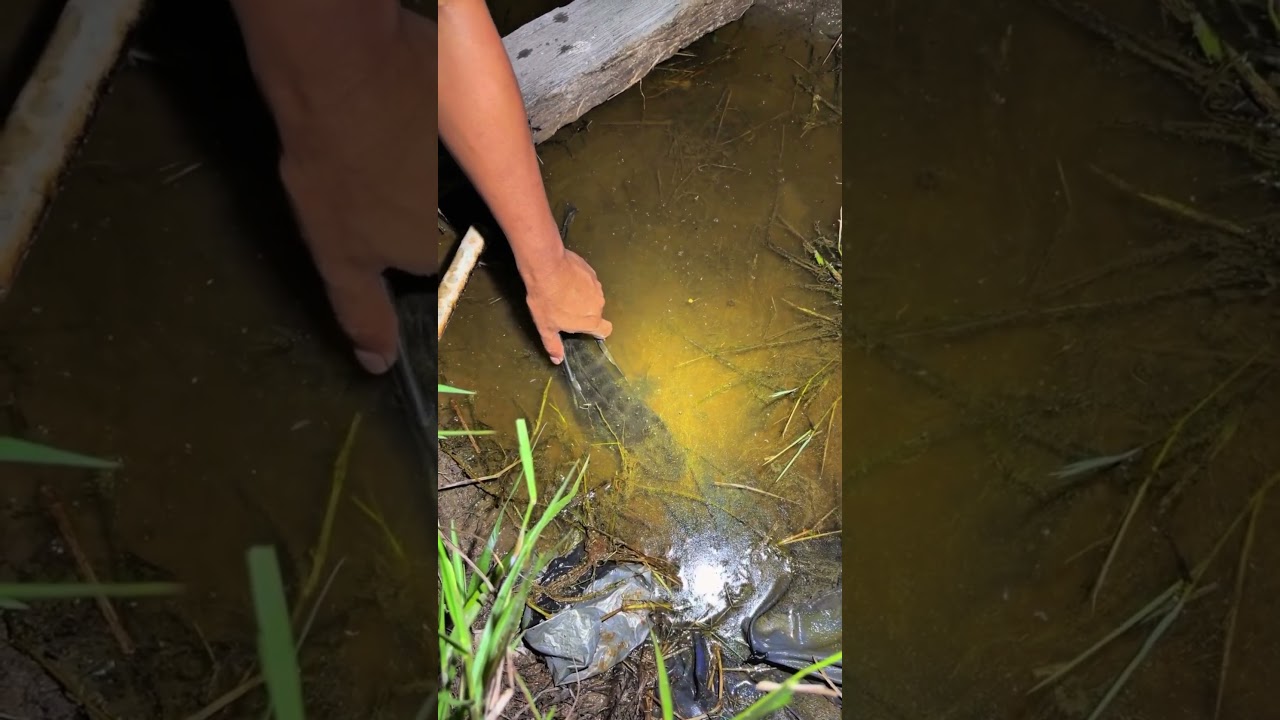 amazing snake head fish 🐟 