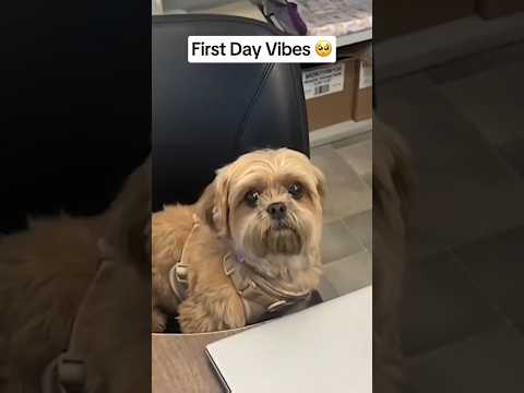 Dogs being idiots part 146: Dogs at work 🤣🐕 #funnydog #funnypet #cutedog #dog #pets #shorts