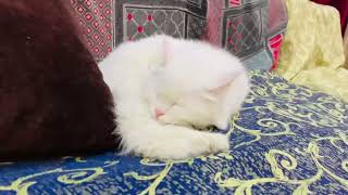 This cute cat wants to sleep