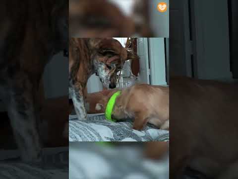 장난감이 목에 걸린 강아지와 그 모습을 지켜보다 도와주는 댕댕이 #shorts