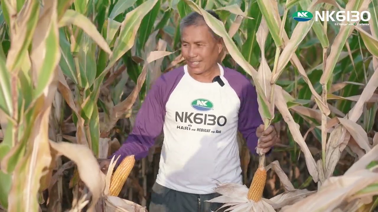 NK6130 | Ang Bagong HEBIGAT Ng Maisan sa Central Luzon!