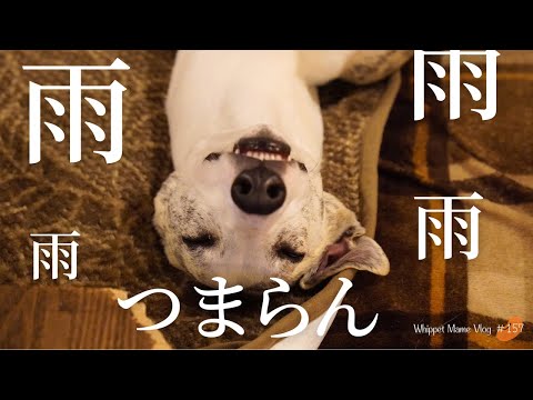 お家で簡単！雨で愛犬がストレスをためないのアイデア！　#157