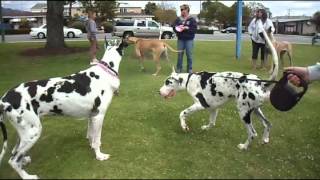 More Harlequin Great Danes at play