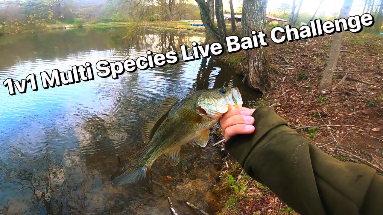 1v1 Multi Species Live Bait Fishing Challenge… YouTube