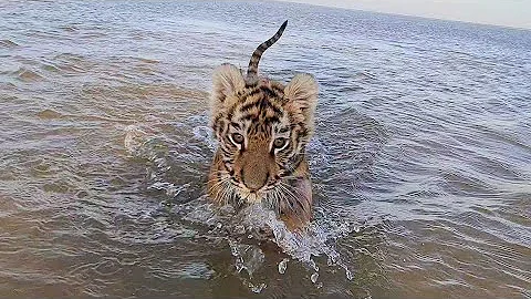 Тигрята на море / Tiger Cubs at Novosibirsk Sea