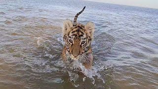 Тигрята на море / Tiger Cubs at Novosibirsk Sea