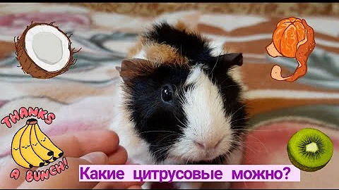 ||Можно ли морским свинкам цитрусовые||Какие фрукты можно давать морским свинкам||